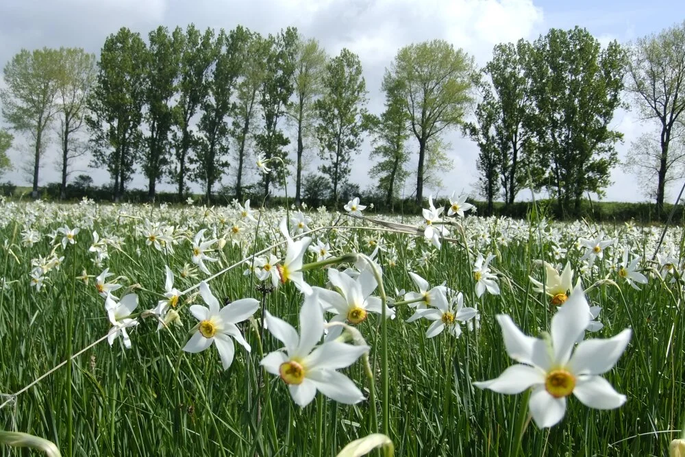 Poiana Narciselor – checklist: sezon, echipament, fotografii, reguli (2026)